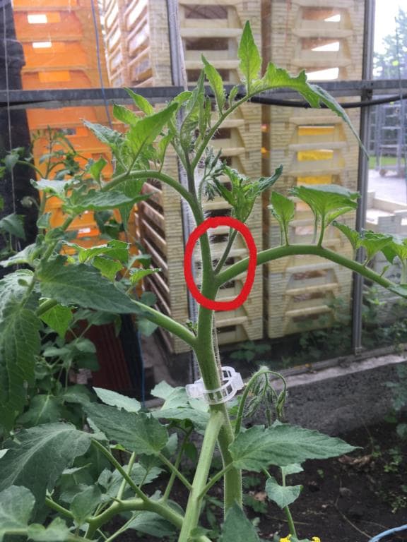 Tomaten en paprikaplanten dieven, hoe doe je dat? Alles